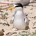 Least Tern